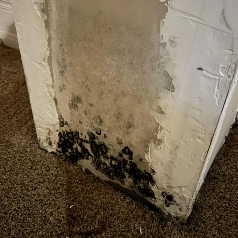 Professional Mold Removal in Corrigan, TX